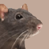 avatar de Animaline