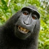 avatar de Monkey_Carnival