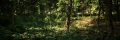 La sublime dmo Broadleaf Forest, base sur l'Unreal Engine 5, est disponible en tlchargement