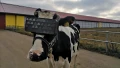 Des casques VR pour les vaches pour qu'elles produisent un meilleur lait