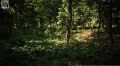 La sublime démo Broadleaf Forest, basée sur l'Unreal Engine 5, est disponible en téléchargement