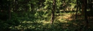La sublime d�mo Broadleaf Forest, bas�e sur l'Unreal Engine 5, est disponible en t�l�chargement
