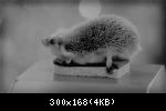 Image 5489