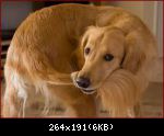 Images suivantes