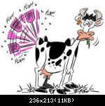 Images suivantes