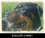 Images suivantes