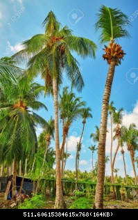 52552597-arbre-de-noix-de-coco-avec-des-fruits-noix-de-coco-sur-une-le-tropicale-aux-maldives-partie-du-milieu