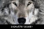 The-wolf-309969
