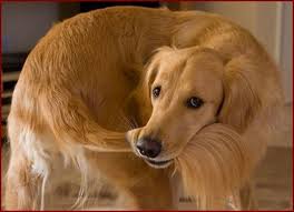 Chien 