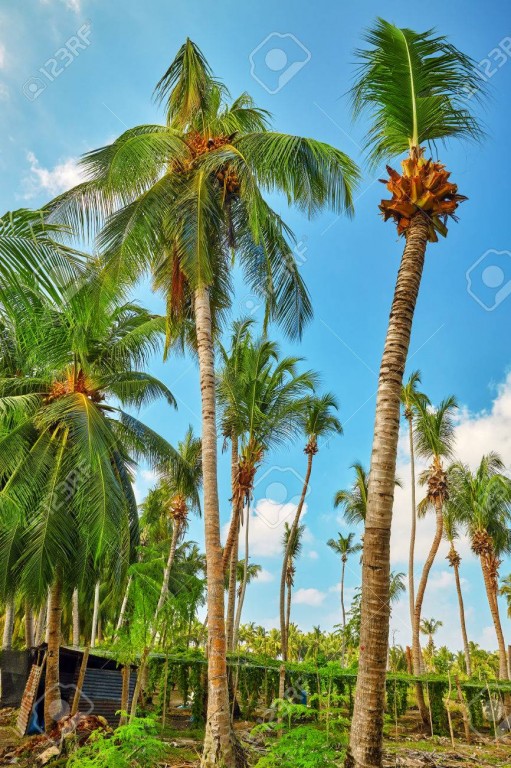 52552597-arbre-de-noix-de-coco-avec-des-fruits-noix-de-coco-sur-une-le-tropicale-aux-maldives-partie-du-milieu 