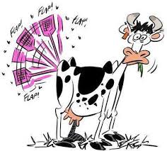 Vache1 