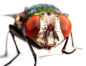 Mouche 