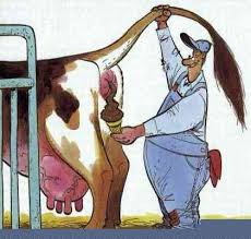 Vache2 