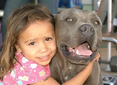 Chien-young-girl-pitbull-img 