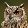 avatar de the_owl