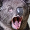avatar de koaliboo